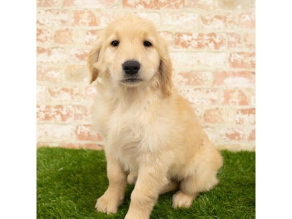 Golden Retriever DOG Male Golden 1214 Petland Gallipolis, OH