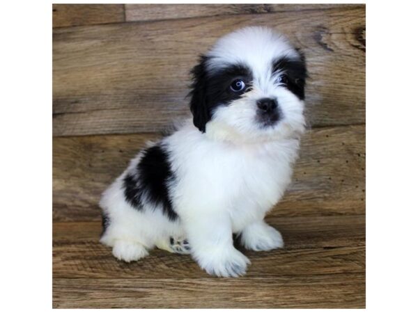 Shih Tzu DOG Male Black / White 1217 Petland Gallipolis, OH