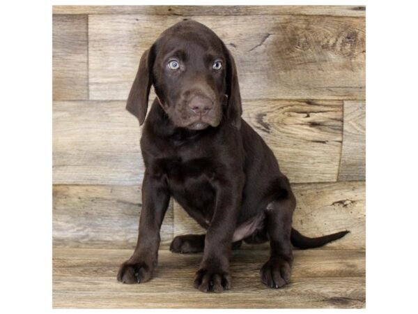 Labrador Retriever DOG Male Chocolate 1218 Petland Gallipolis, OH