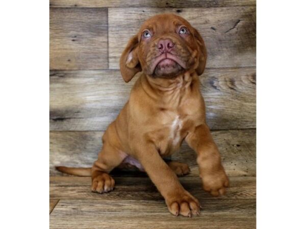 Dogue De Bordeaux-DOG-Male-Red-1219-Petland Gallipolis, OH