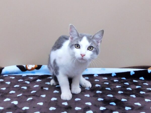 Domestic Short Hair-CAT-Male-Gray Tabby w/White Markings-1222-Petland Gallipolis, OH