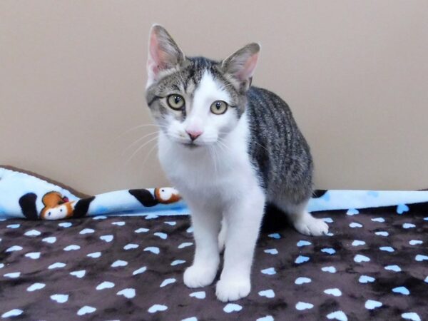 Domestic Short Hair-CAT-Male-Tabby w/White Markings-1221-Petland Gallipolis, OH