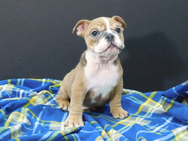 Bulldog DOG Male Red / White 1216 Petland Gallipolis, OH