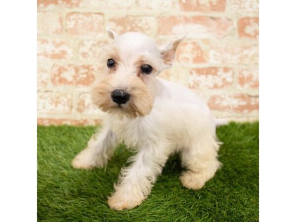 Miniature Schnauzer DOG Male White 1225 Petland Gallipolis, OH