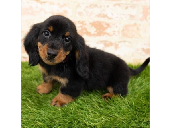 Dachshund DOG Male Black / Tan 1226 Petland Gallipolis, OH