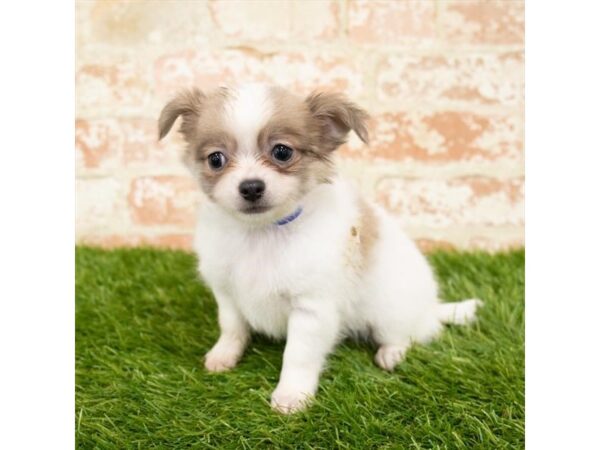 Chihuahua-DOG-Male-Blue Fawn-1227-Petland Gallipolis, OH