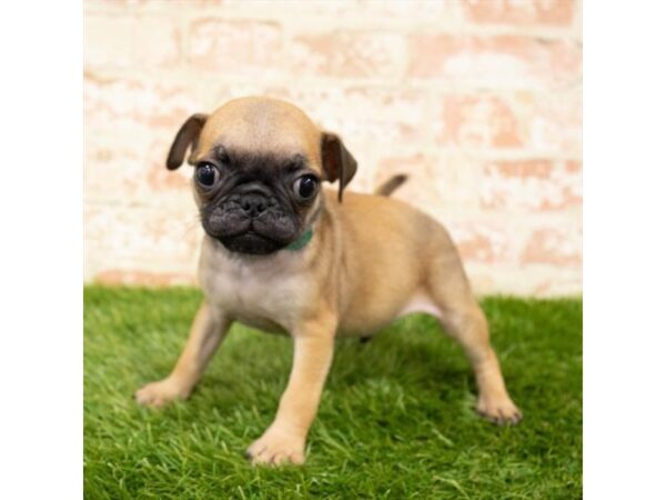 Pug DOG Male Fawn 1229 Petland Gallipolis, OH