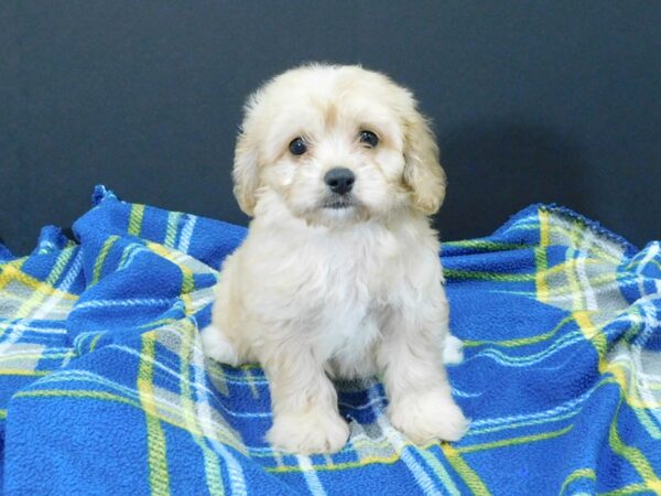 Cava Chon-DOG-Female-BLENHEIM-1236-Petland Gallipolis, OH