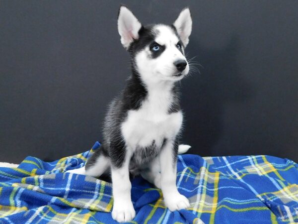 Siberian Husky DOG Female Black White 1235 Petland Gallipolis, OH