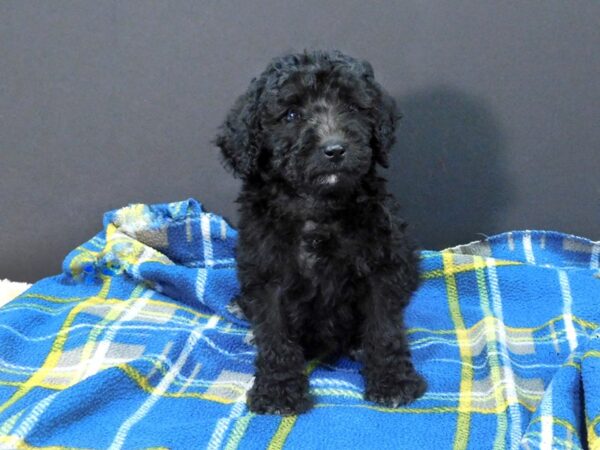 Mini Goldendoodle DOG Female Black White 1233 Petland Gallipolis, OH