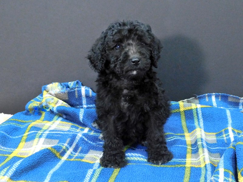 Black miniature goldendoodle cheap
