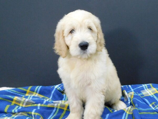 Goldendoodle DOG Male Golden 1231 Petland Gallipolis, OH