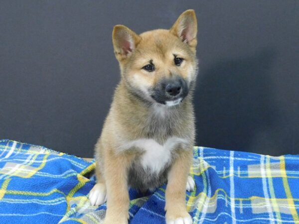 Shiba Inu DOG Male Red 1228 Petland Gallipolis, OH