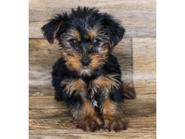 Yorkshire Terrier DOG Male Black / Tan 1238 Petland Gallipolis, OH