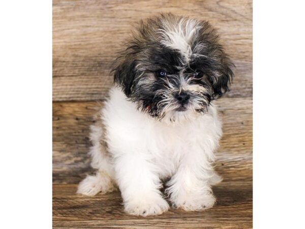 Male teddy bear best sale dog