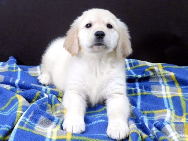 Golden Retriever DOG Female Golden 1240 Petland Gallipolis, OH