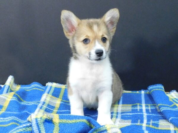Pembroke Welsh Corgi-DOG-Male-Sable / White-1237-Petland Gallipolis, OH
