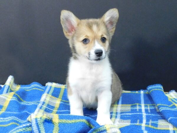 Pembroke Welsh Corgi DOG Male Sable / White 1237 Petland Gallipolis, OH