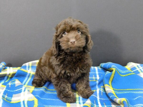 Cock A Poo-DOG-Female-Chocolate-1246-Petland Gallipolis, OH