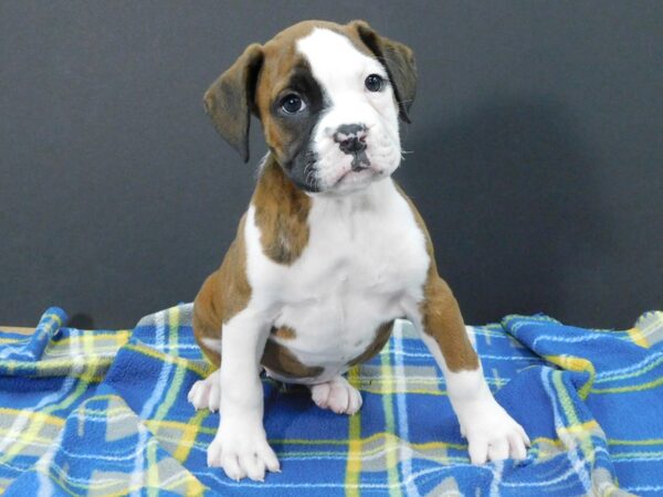 Boxer DOG Female Brindle 1244 Petland Gallipolis, OH