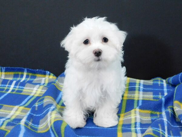 Maltese DOG Male White 1243 Petland Gallipolis, OH