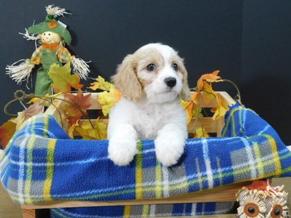 Cava Chon-DOG-Female-BLENHEIM-1251-Petland Gallipolis, OH