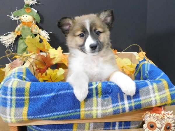 Aussie Mo DOG Female Sable 1249 Petland Gallipolis, OH