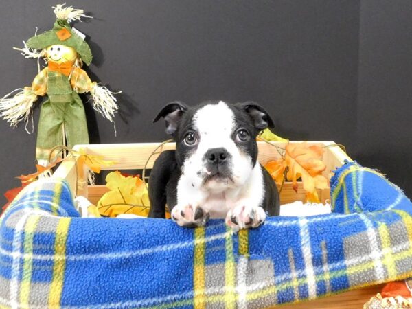 Boston Terrier DOG Male Black / White 1248 Petland Gallipolis, OH