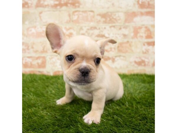 French Bulldog-DOG-Male-Cream-1252-Petland Gallipolis, OH