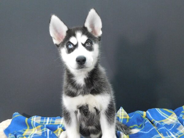 Siberian Husky DOG Female Black / White 1253 Petland Gallipolis, OH