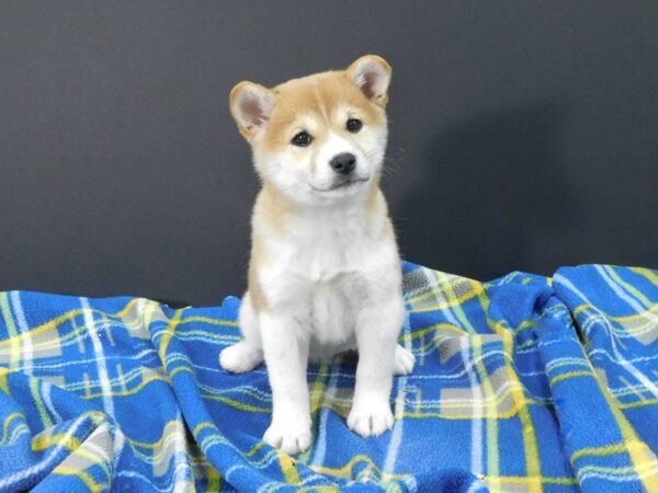 Shiba Inu DOG Female Red 1254 Petland Gallipolis, OH