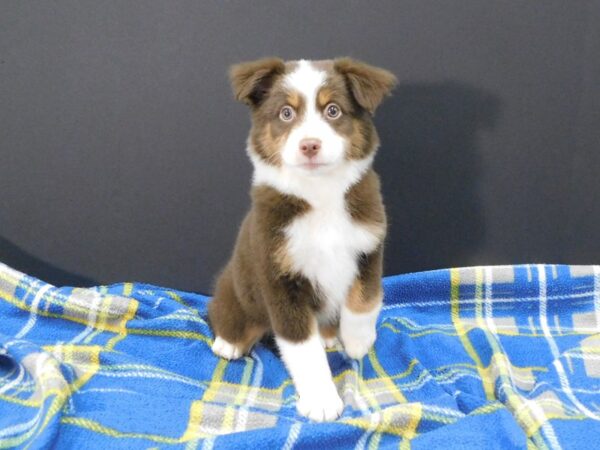 Miniature Australian Shepherd DOG Female Red 1256 Petland Gallipolis, OH