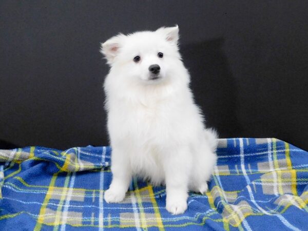 American Eskimo Dog-DOG-Female-White-1255-Petland Gallipolis, OH