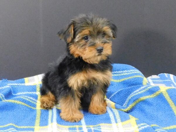 Yorkshire Terrier DOG Male Black / Tan 1262 Petland Gallipolis, OH