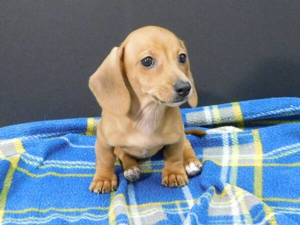 Dachshund DOG Female Red 1263 Petland Gallipolis, OH