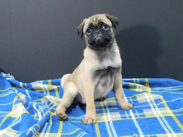 Pug DOG Female Apricot 1264 Petland Gallipolis, OH