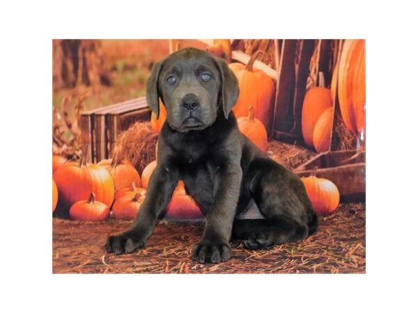 Cane Corso DOG Male Blue 1266 Petland Gallipolis, OH