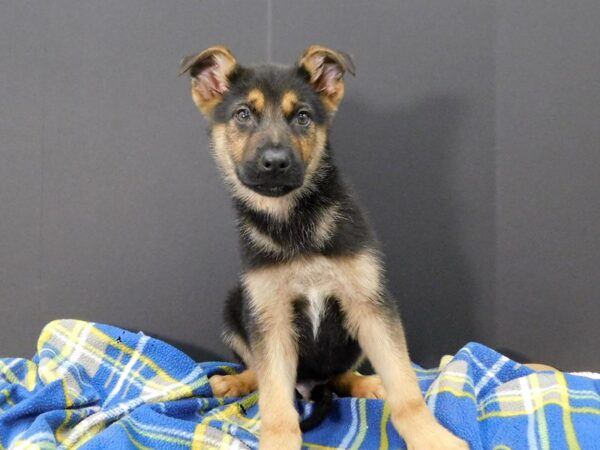 German Shepherd Dog DOG Male Black / Tan 1271 Petland Gallipolis, OH