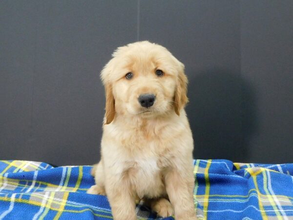 Golden Retriever DOG Male Golden 1270 Petland Gallipolis, OH