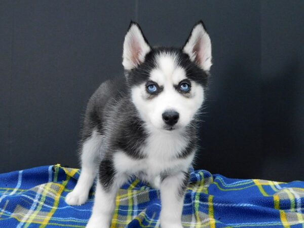 Siberian Husky DOG Male Black / White 1269 Petland Gallipolis, OH