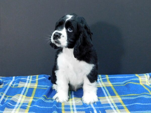 Cocker Spaniel DOG Male Black / White 1274 Petland Gallipolis, OH