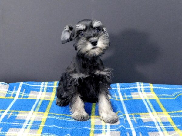 Miniature Schnauzer DOG Male Black 1273 Petland Gallipolis, OH