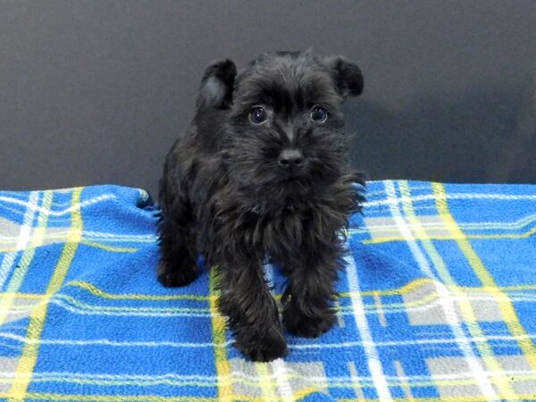 Miniature Schnauzer DOG Female Black 1272 Petland Gallipolis, OH