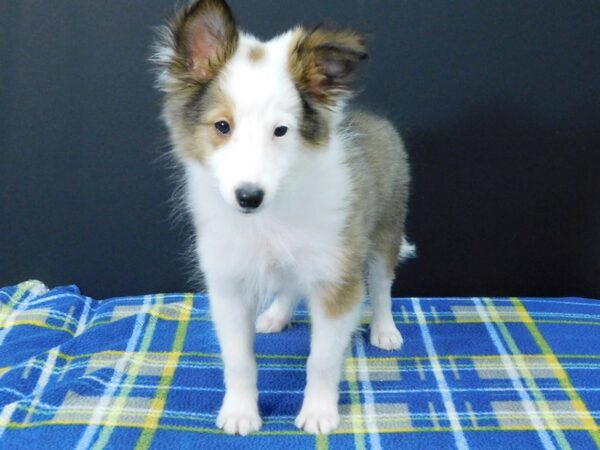 Shetland Sheepdog DOG Male Sable / White 1275 Petland Gallipolis, OH