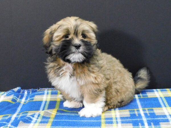 Lhasa Apso DOG Female Grizzle 1279 Petland Gallipolis, OH