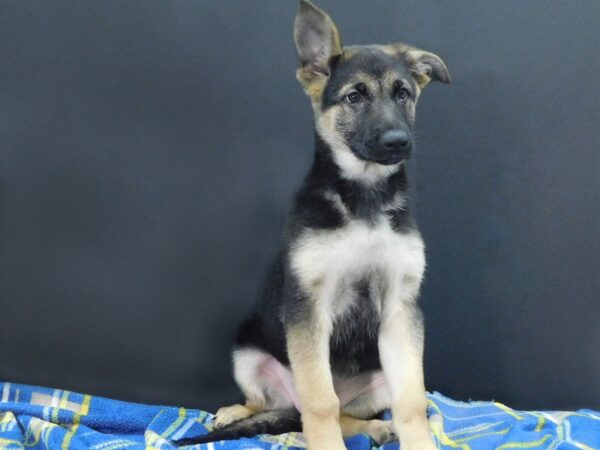 German Shepherd Dog DOG Female Black / Tan 1277 Petland Gallipolis, OH