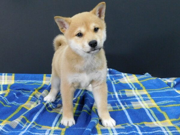 Shiba Inu DOG Male Red 1278 Petland Gallipolis, OH