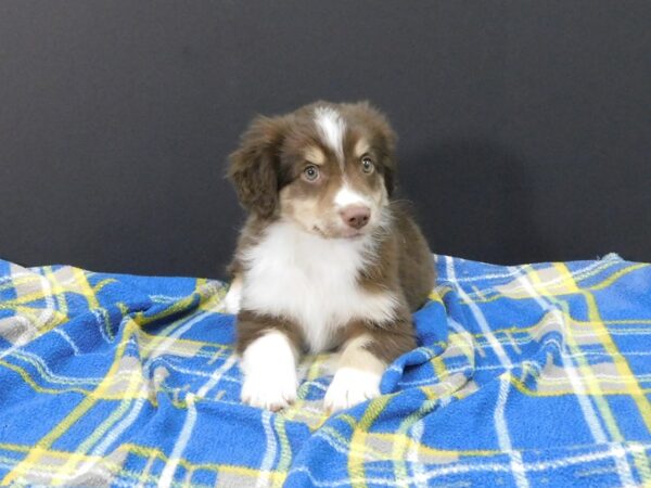 Miniature American Shepherd DOG Male Red Tan / White 1282 Petland Gallipolis, OH