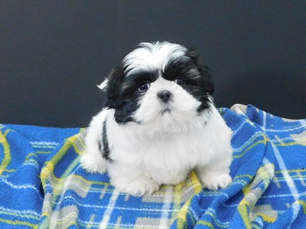 Shih Tzu DOG Female 1280 Petland Gallipolis, OH