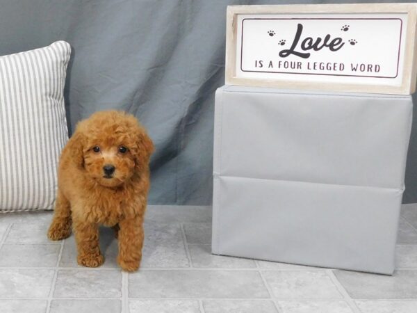 Poodle-DOG-Male-Red-1284-Petland Gallipolis, OH